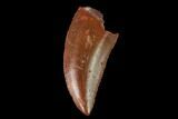 Serrated, Raptor Tooth - Real Dinosaur Tooth #142593-1